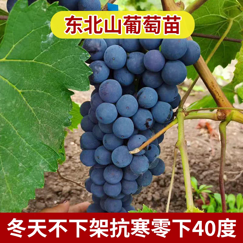 贝达葡萄苗东北耐寒冬天不下架图片