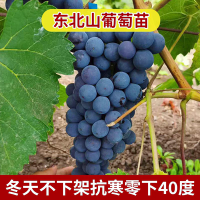 贝达葡萄苗东北耐寒冬天不下架