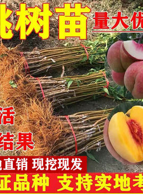 嫁接水蜜桃黑桃树苗地栽晚熟果树