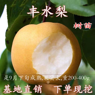 嫁接特大脆梨树苗丰水梨苗当年结果树苗盆栽地栽庭院南方北方种植