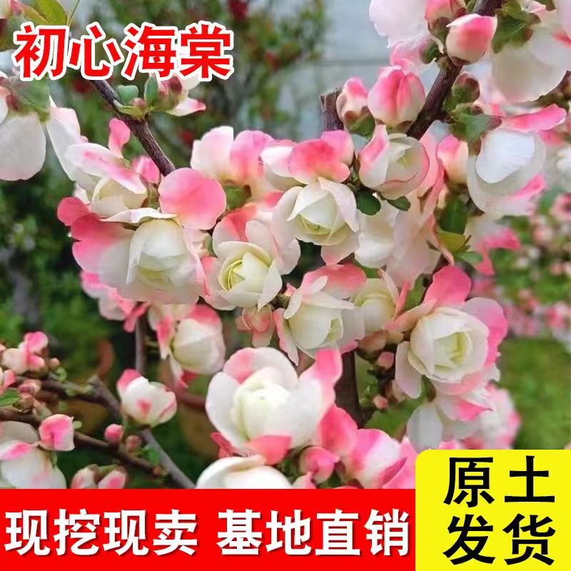 初心海棠花阳台盆栽观赏当年开花