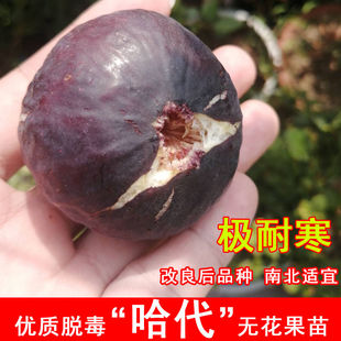 哈代无花果树苗南北方抗寒糖心无花果苗盆栽阳台庭院地栽当年结果