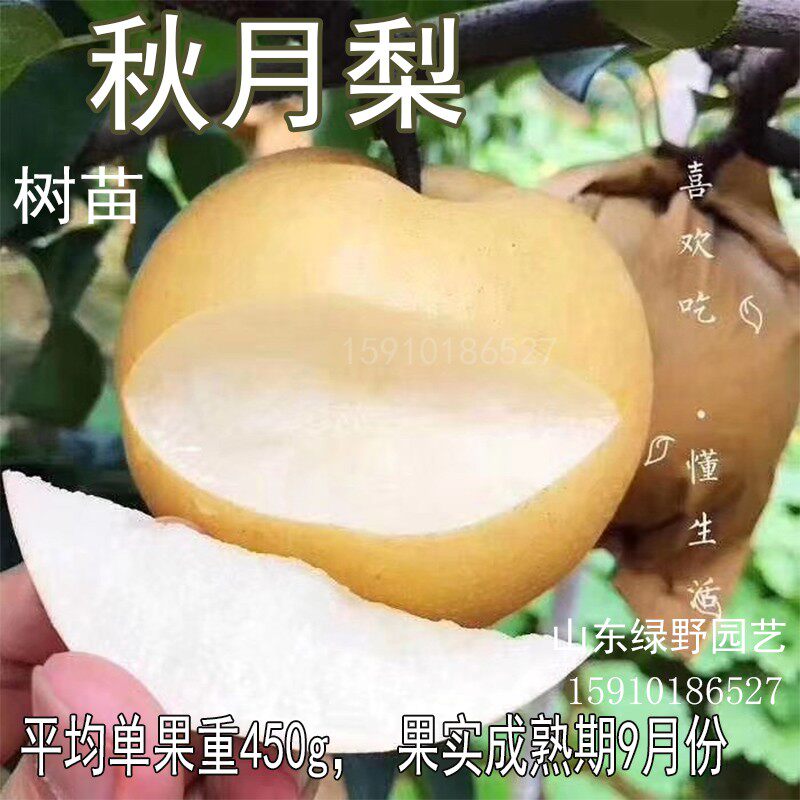 秋月梨树苗果树苗盆栽地栽庭院南北方种植当年结果香水梨树嫁接苗