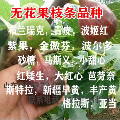 无花果扦插枝条波姬红无花果图片