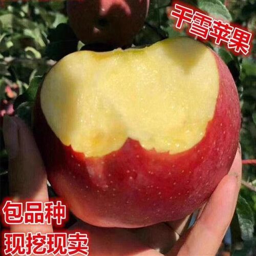 千雪多年生甜度高嫁接苗当年结果