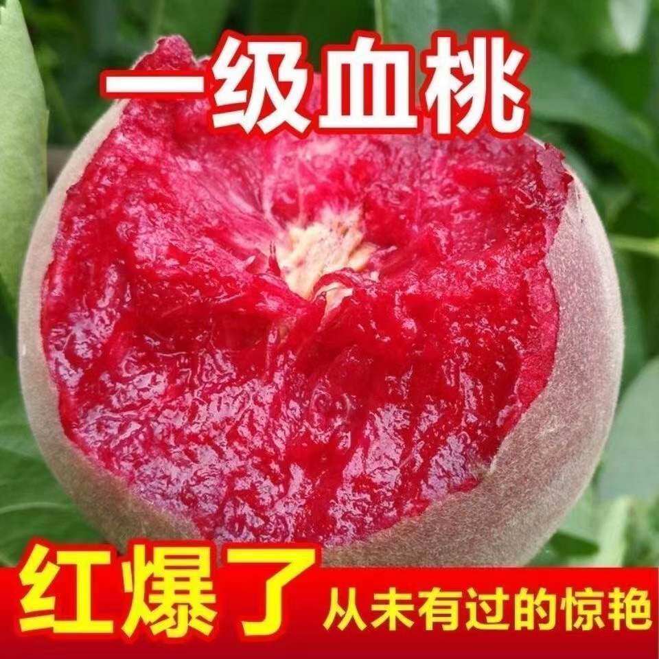 嫁接特大血桃树苗盆栽地载阳台正宗红肉桃当年结果南北方均可种植