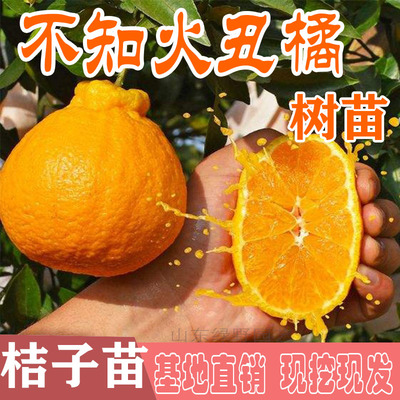 不知火柑橘甘甜多汁嫁接多年生