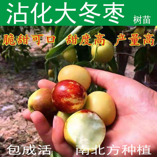 沾化冬枣嫁接当年结果耐寒