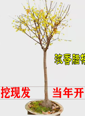 腊梅花树苗原生地栽腊梅庭院盆栽素心腊梅春季耐寒木本浓香花卉楼