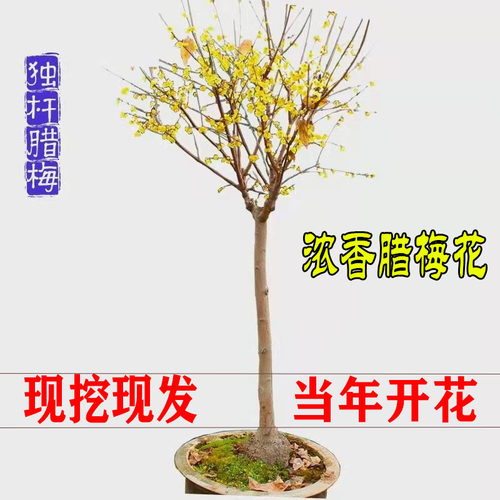 梅花树苗原生地栽腊梅庭院盆栽素