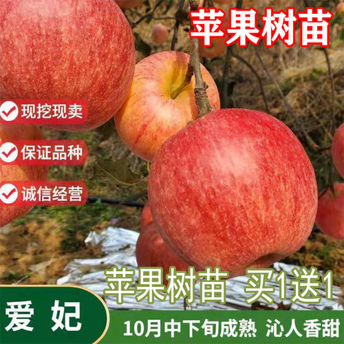 嫁接新西兰爱fe妃脆甜苹果树苗南方北方种植盆地栽当年结果苹果树