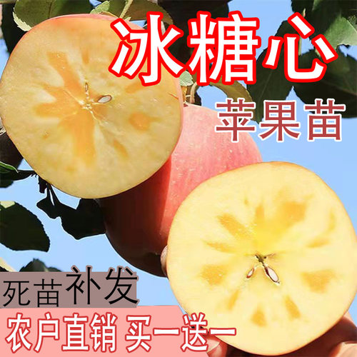 脆甜冰糖心当年结果耐寒嫁接苗