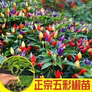 五彩辣椒苗青椒美人椒苗薄皮辣椒秧苗螺丝椒二荆条长线椒朝天椒苗