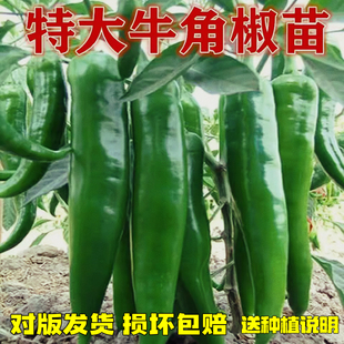 特大牛角椒苗辣椒种孑苗秧高产大果羊角青椒尖椒幼苗春秋四季 菜苗