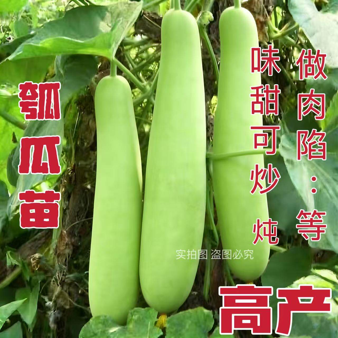 老品种菜瓠瓜秧苗可食用胡芦瓜苗瓠子青瓜长瓠子短瓠圆蒲瓜苗