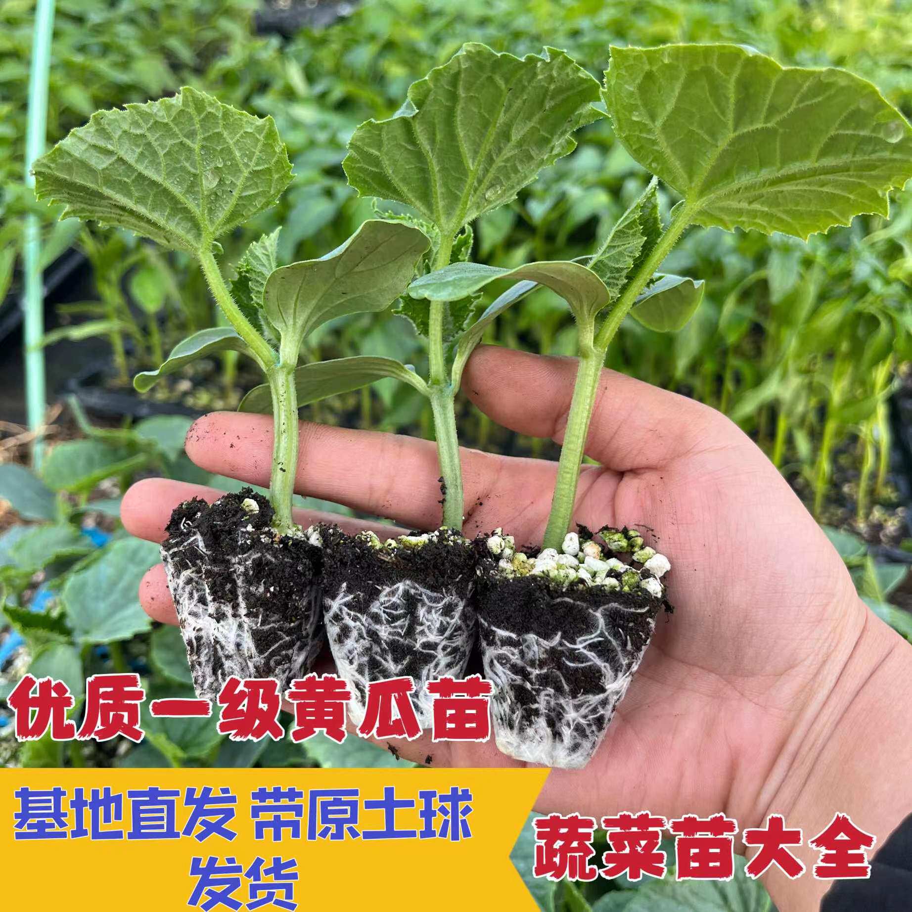 四季水果黄瓜苗秧苗幼苗蔬菜苗盆栽阳台高产绿宝甜瓜羊角蜜种苗春