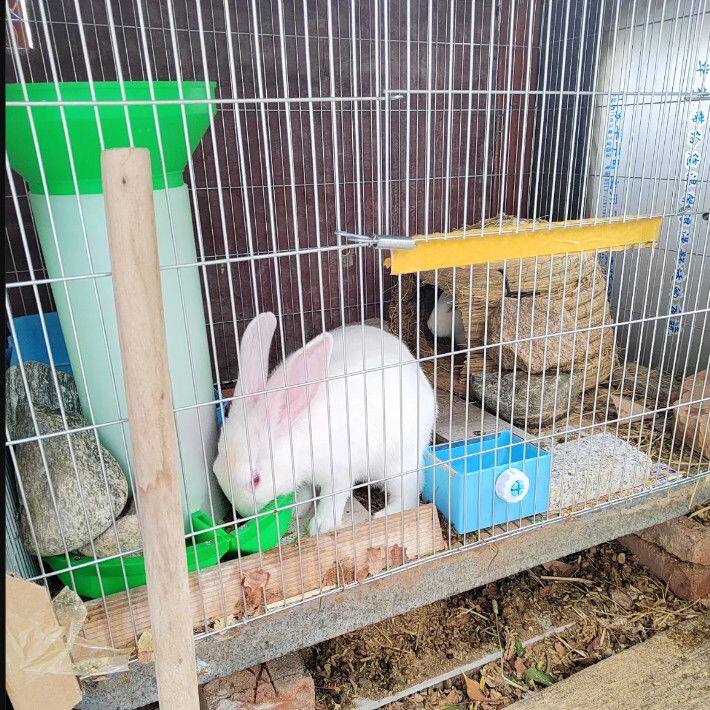 兔子自动喂食器兔子自动食盒兔子自动食槽动物自动喂食器兔子散养