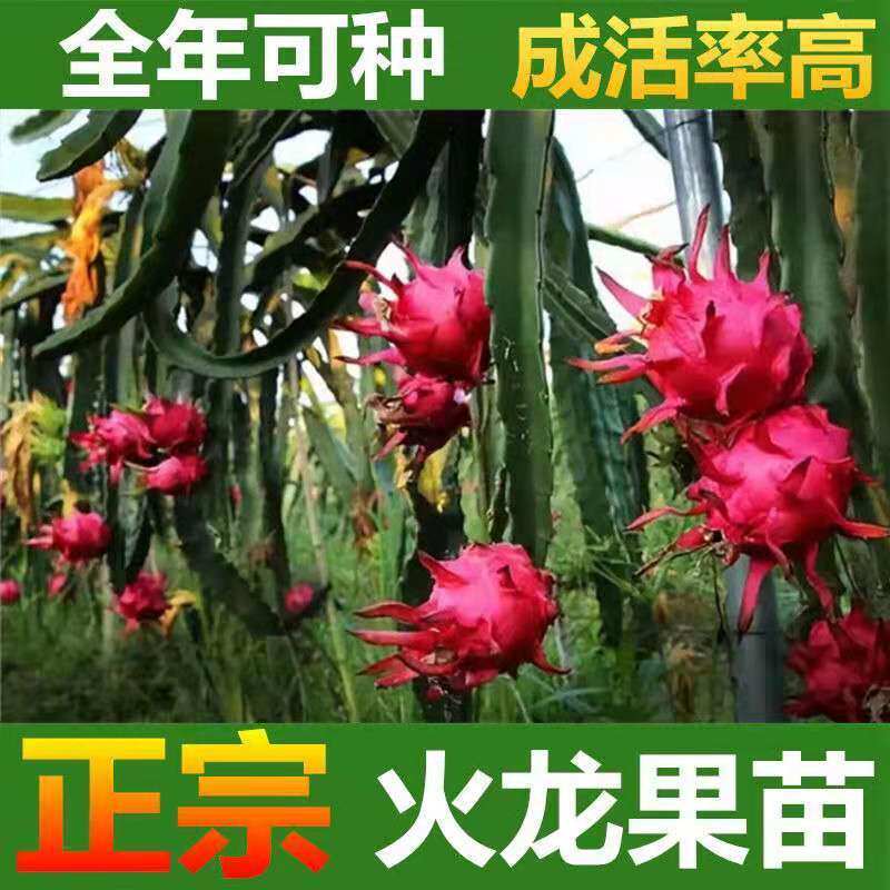 红心红肉火龙果苗四季树苗果树带根南北方种植阳台盆栽地栽结果