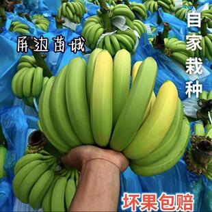 云南威尼斯香蕉精选绿皮新鲜水果当季整箱装banana净重9斤包邮