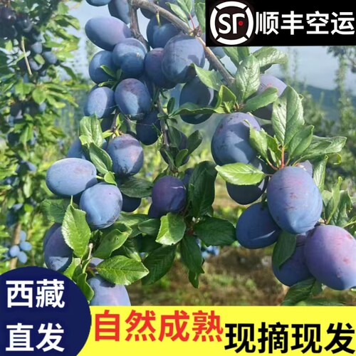 西藏林芝海拔3000米高原西梅