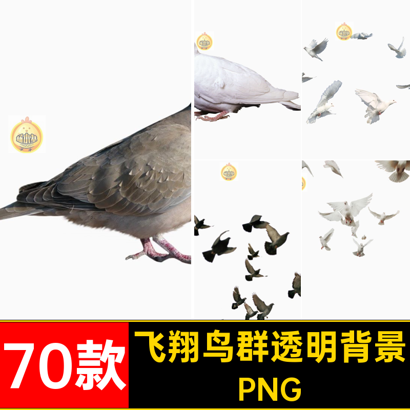 飞翔鸟透明背景鸽子鸟群图片处理后期70款素材免PNG免抠信鸽影楼