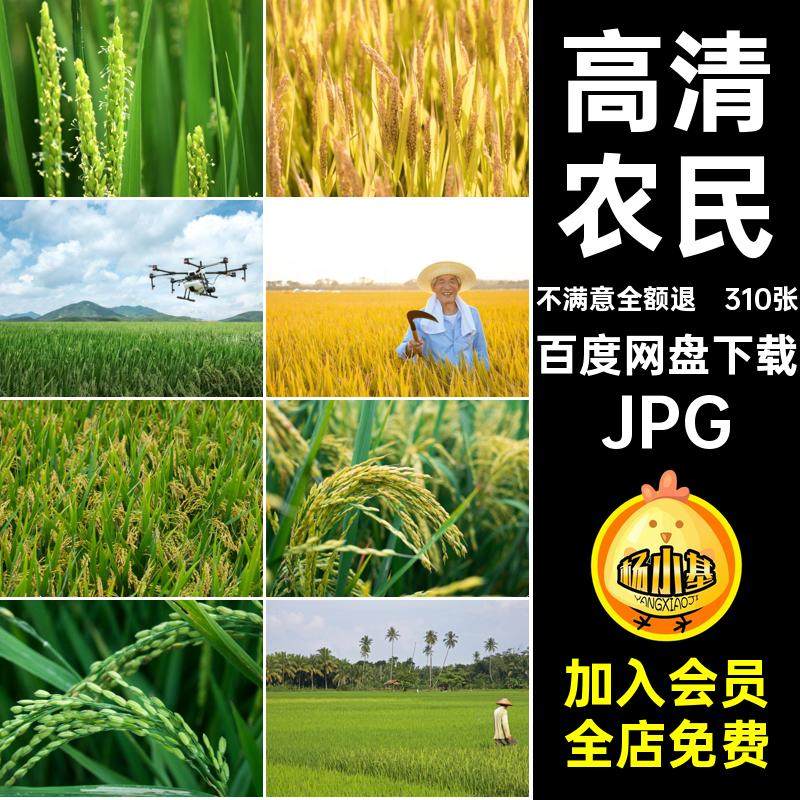 秧苗图片310张高清梯田稻田稻穗农民JPG黄水素材谷插丰收割金越南