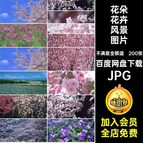花田花朵花卉200张高清摄影日系郁金香樱花照片JPG风景图片向日葵