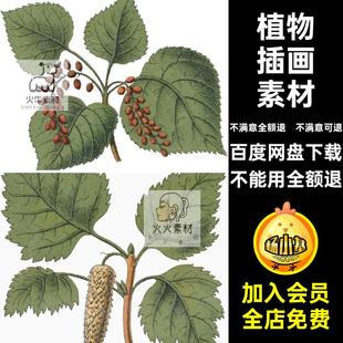 趣味插画素材透明学卷植物彩绘复古手绘PNG绿色草本植物图片花朵