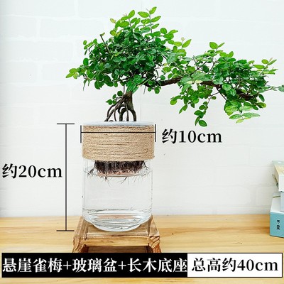 水培绿植物小叶雀梅盆景树桩造型老桩室内桌面水养小盆栽四季常青