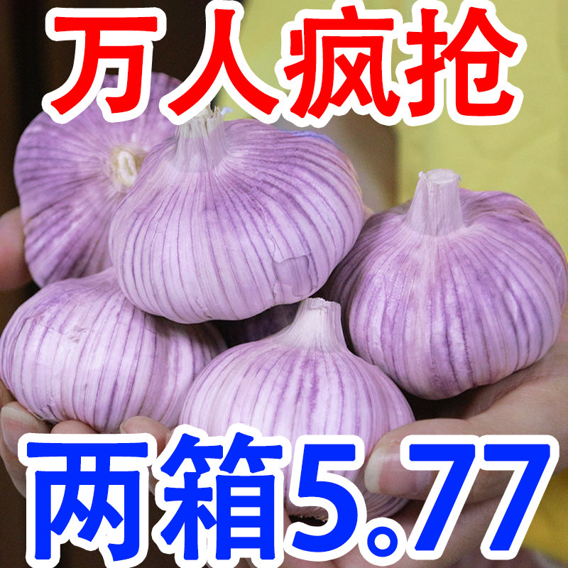 山东金乡紫皮大蒜头新干蒜5斤3斤新鲜红皮多瓣蒜10斤农家蒜2023_虎窝淘