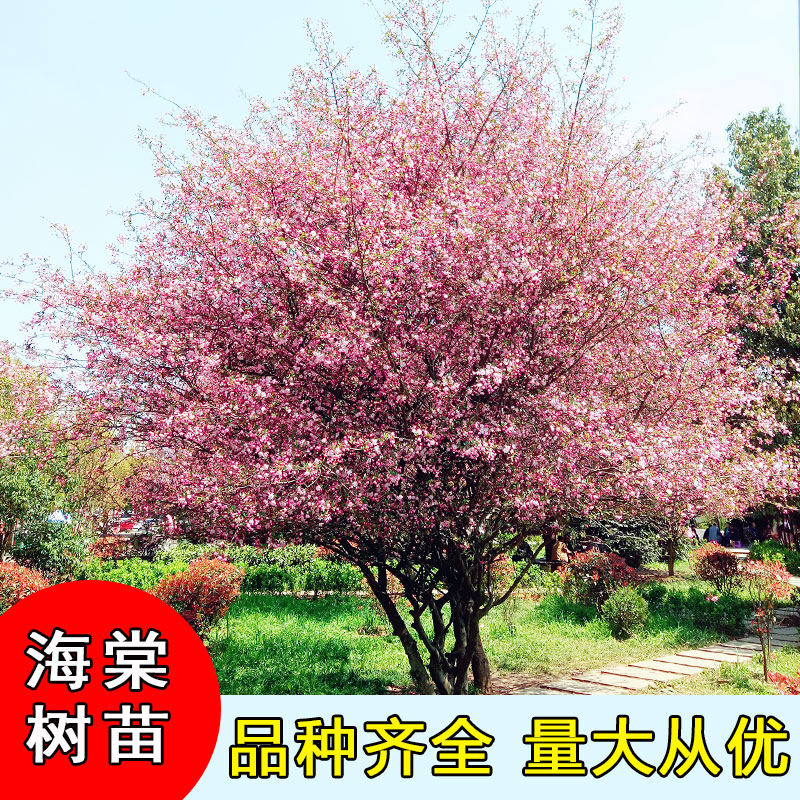 庭院地栽大型高杆海棠树苗西府海棠垂丝海棠花耐寒植物花北美海棠