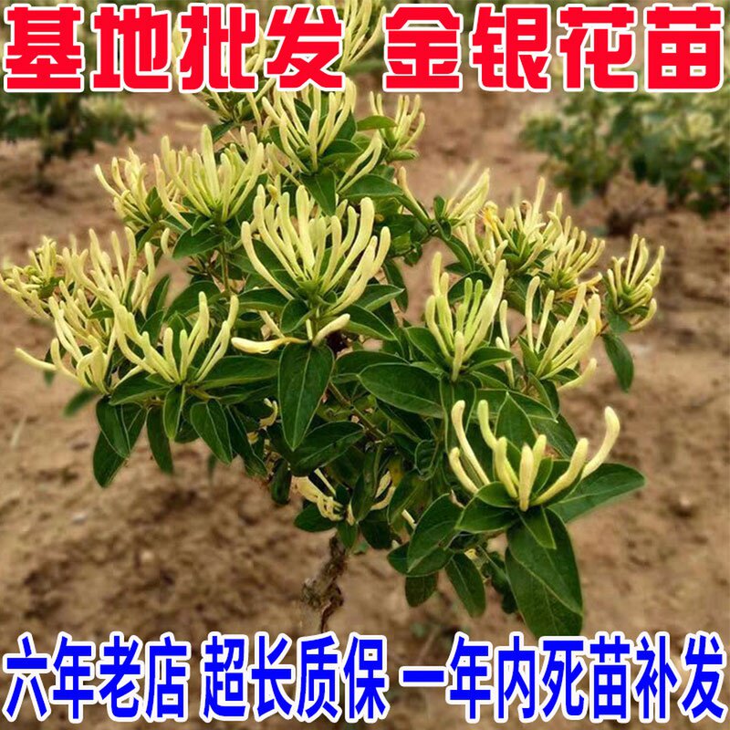 金银花树苗盆栽苗地种四季开花爬藤植物食用南方北方种植室内老桩