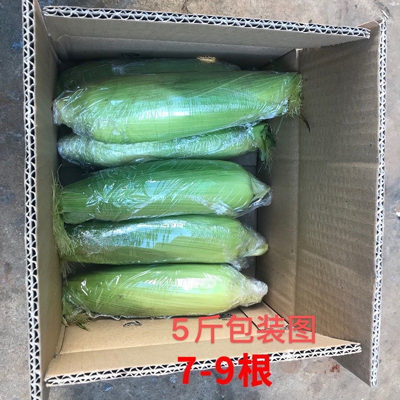 金银水果玉米脆甜多汁云南新鲜生吃甜玉米棒子苞谷米现摘包邮蔬菜,工业油品/胶粘/化学/实验室用品,实验室漏斗,淘宝优惠券,粉丝福利购,淘宝优惠卷