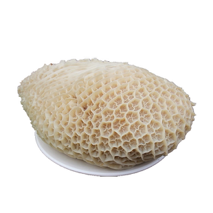 金钱肚 蜂窝牛肚500克 新鲜现煮牛肚 非生牛肚新鲜牛肚放养黄牛肚