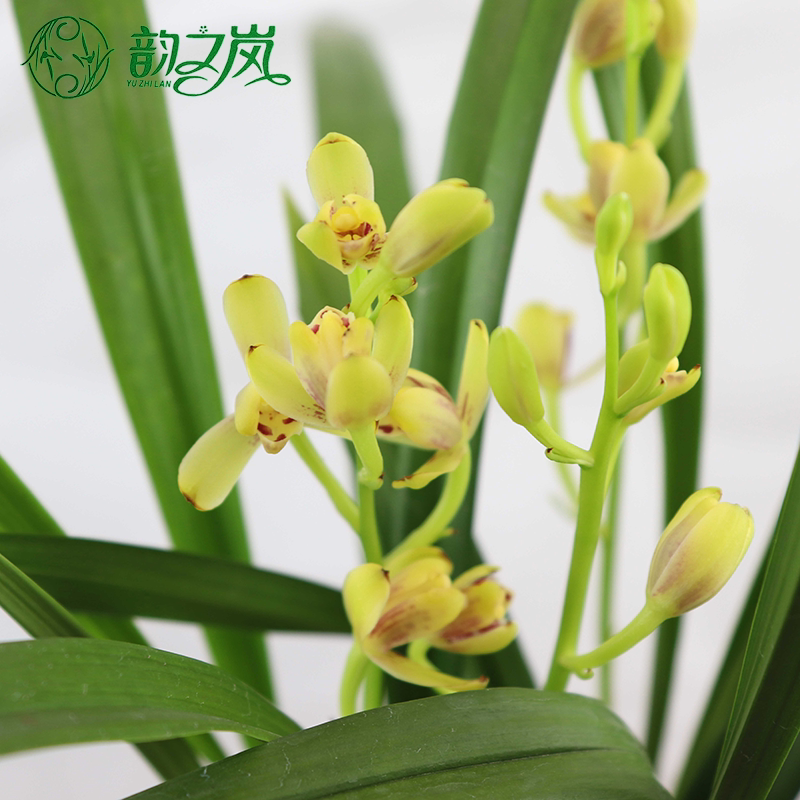 韵之岚建兰黄一品梅瓣铭品兰花苗室内花卉盆栽夏带花苞发货