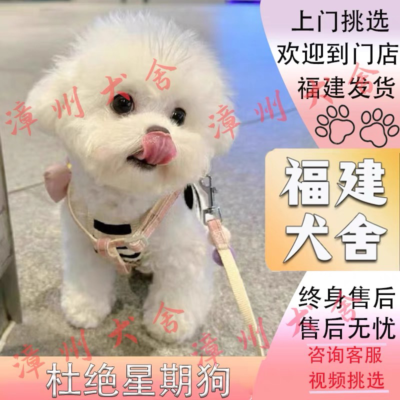 【福建犬舍】纯种比熊幼犬精品白色飞耳小体比熊幼犬活体宠物狗狗