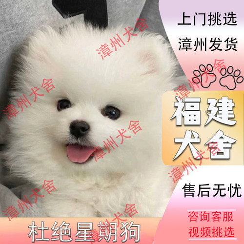 【福建犬舍】纯种博美幼犬茶杯犬纯种俊介小体白色小型犬宠物狗狗