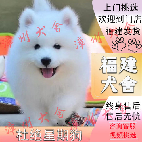 【福建犬舍】纯种萨摩耶幼犬熊版幼犬微笑天使大型犬活体宠物狗狗