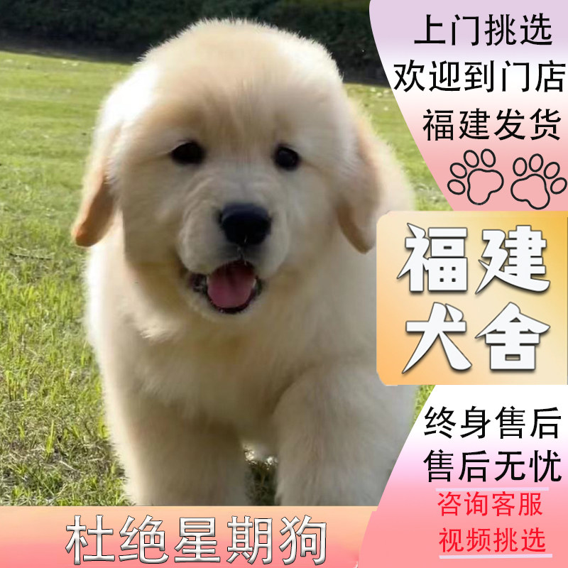 【福建犬舍】纯种金毛幼犬双血统赛级金毛导盲犬大骨架活体宠物狗