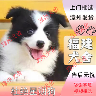 【福建犬舍】纯种边牧幼犬黑白咖啡金边陨石幼犬边境牧羊犬宠物狗