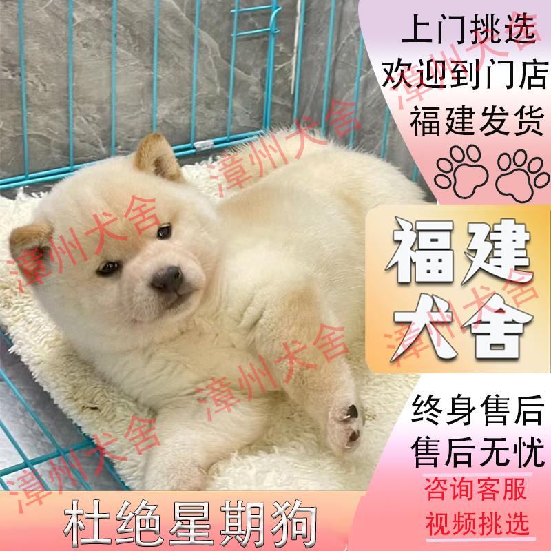 【福建犬舍】纯种柴犬幼犬纯种白柴幼犬豆柴双血统宠物狗狗活体