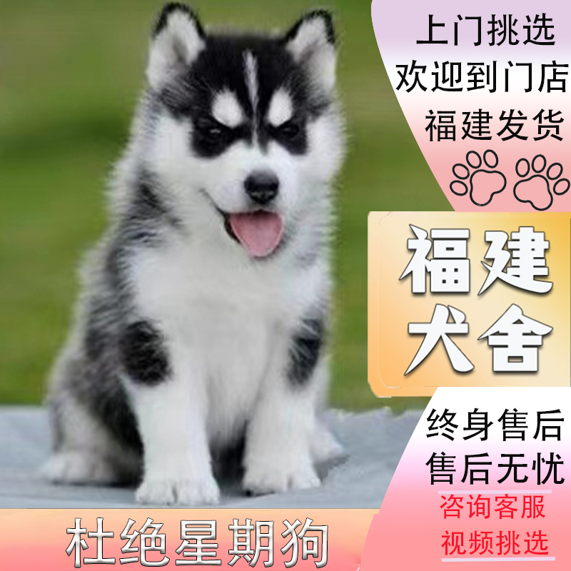 【福建犬舍】纯种哈士奇幼犬三把火蓝眼中型二哈哈士奇活体宠物狗