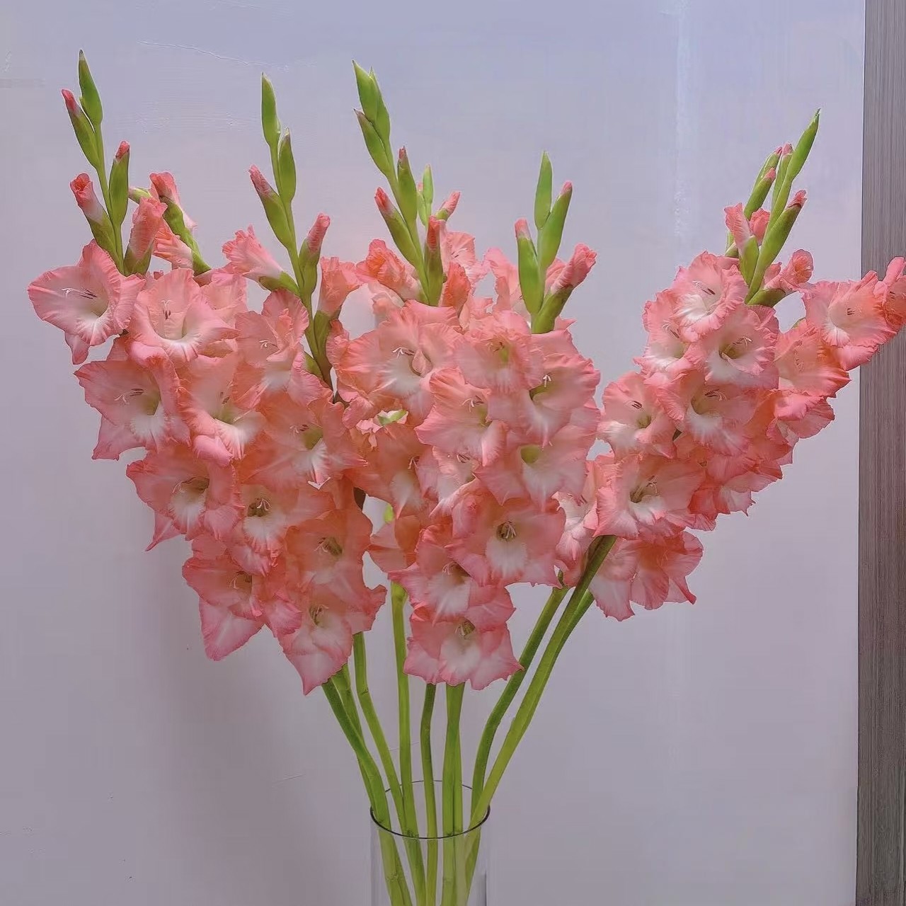 【稀有新品】阳光粉剑兰（0.8-1米） 任意组合两单或以上冷链包邮,鲜花速递/花卉仿真/绿植园艺,花材,淘宝优惠券,粉丝福利购,淘宝优惠卷