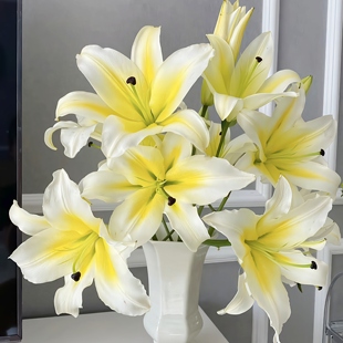 包邮 任意组合2单或以上冷链 黄天霸单瓣百合 鲜切花 云舍精选