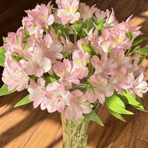 【云舍臻选】粉色水仙+橙色水仙百合各1扎 任意2单或以上冷链包邮