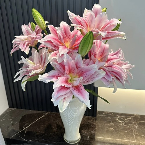 【云舍臻选】太平盛世重瓣百合 组合2单或以上冷链包邮