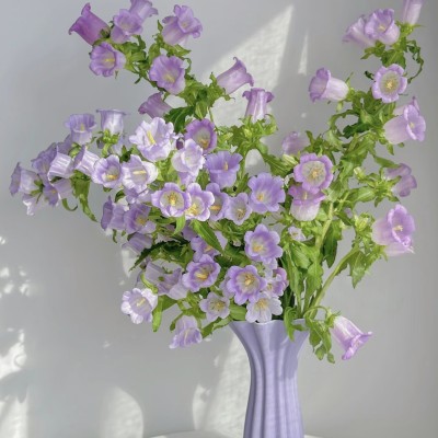 【云舍精选】【爆花机器】紫色风铃花任意两单及以上包邮
