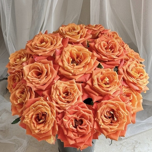 任意组合两单或以上冷链 欢乐颂单头玫瑰 包邮 云舍精选