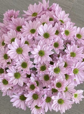 【云舍臻选】粉色三文鱼小菊【花期长】  任意组合2单或以上包邮