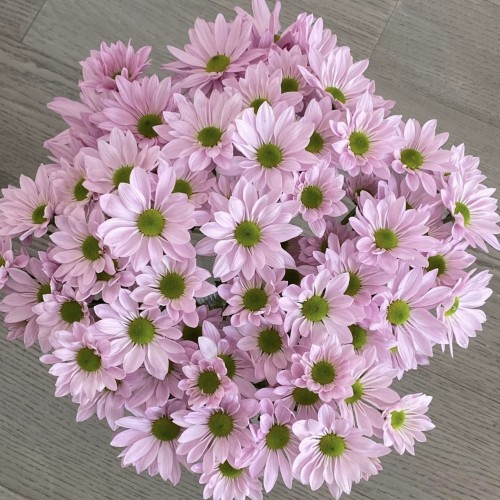 【云舍臻选】粉色三文鱼小菊【花期长】  任意组合2单或以上包邮